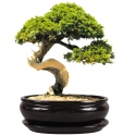 DONICA H:12x27x36cm BONSAI Z PODSTAWKĄ CERAMICZNA SZKLIWIONA CZARNA
