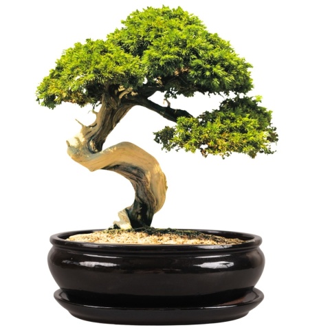DONICA H:12x27x36cm BONSAI Z PODSTAWKĄ CERAMICZNA SZKLIWIONA CZARNA