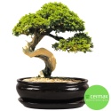 DONICA H:12x27x36cm BONSAI Z PODSTAWKĄ CERAMICZNA SZKLIWIONA CZARNA