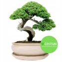 DONICA H:12x27x36cm BONSAI Z PODSTAWKĄ CERAMICZNA SZKLIWIONA KREMOWA