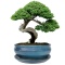 DONICA H:12x27x36cm BONSAI Z PODSTAWKĄ CERAMICZNA SZKLIWIONA TURKUSOWA